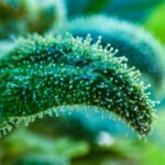 Cannabis Tricomb