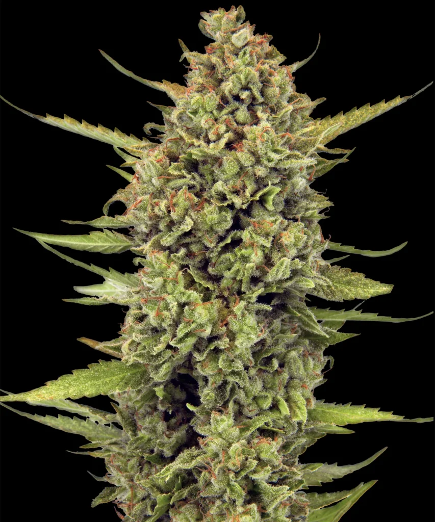 Acapulco Gold Feminized Seeds by Barneys Farm