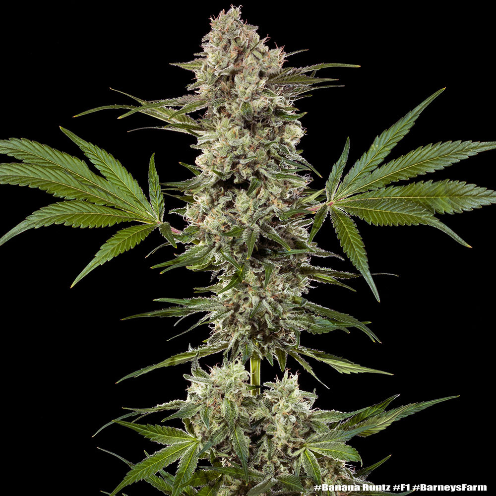 Banana Runtz Feminized Seeds by Barneys Farm