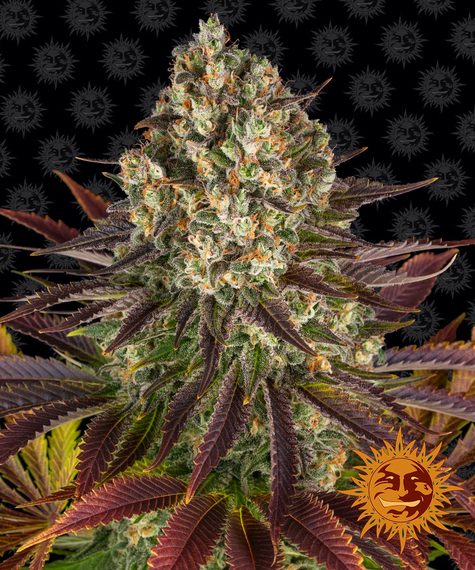 Biscotti Feminized Seeds by Barneys Farm