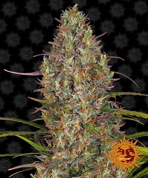 Glue Gelato Auto Seeds by Barneys Farm