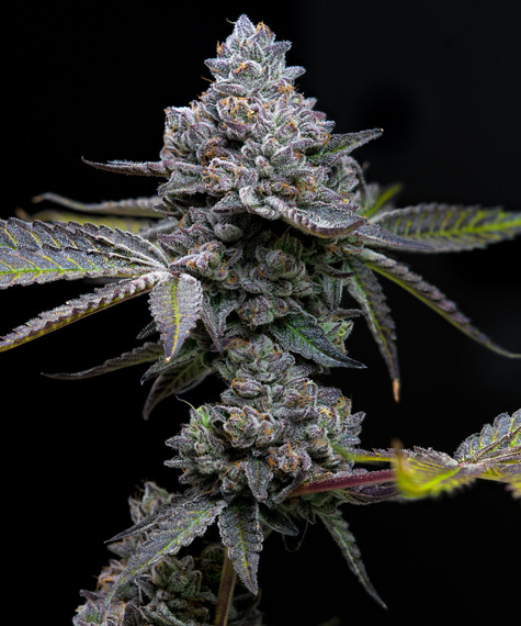 Apple Fritter Feminized Seeds by Barneys Farm