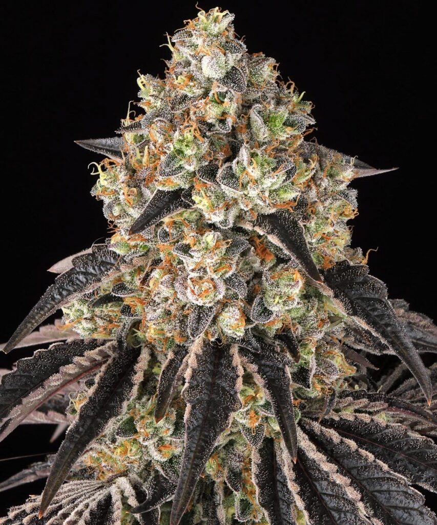 Black Cherry Gushers Feminized Seeds by Barneys Farm