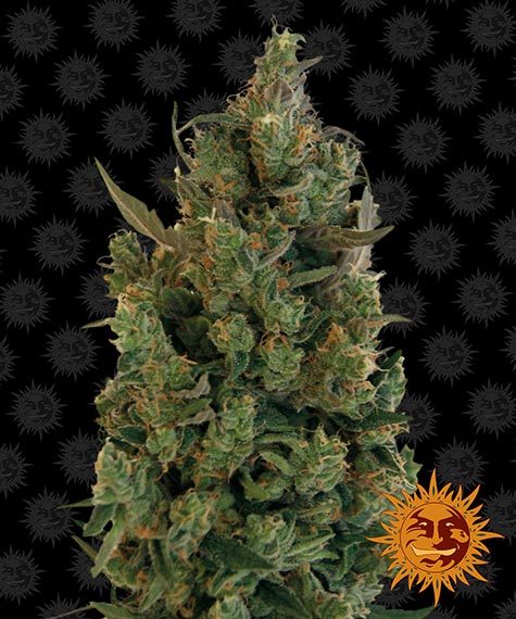 Blue Cheese Feminized Seeds by Barneys Farm