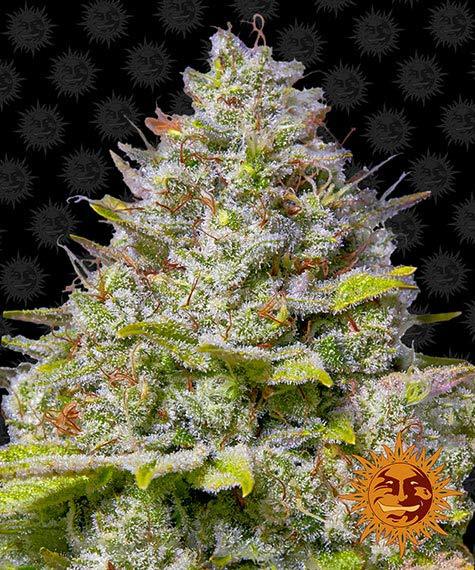 Blue Gelato 41 Feminized Seeds by Barneys Farm