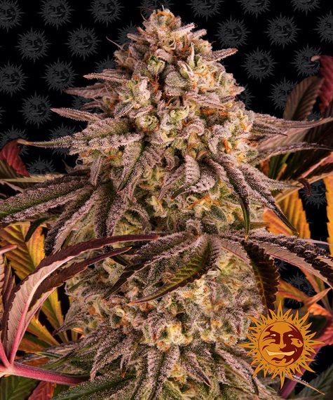Blue Sunset Sherbert Feminized Seeds by Barneys Farm