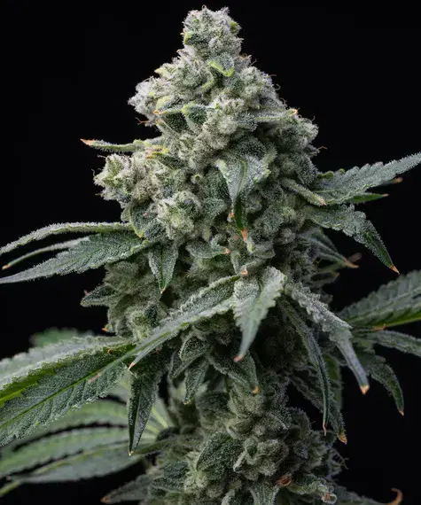Bruce Banner Feminized Seeds by Barneys Farm