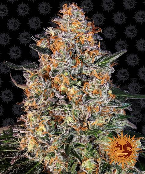 Bubba Kush Feminized Seeds by Barneys Farm