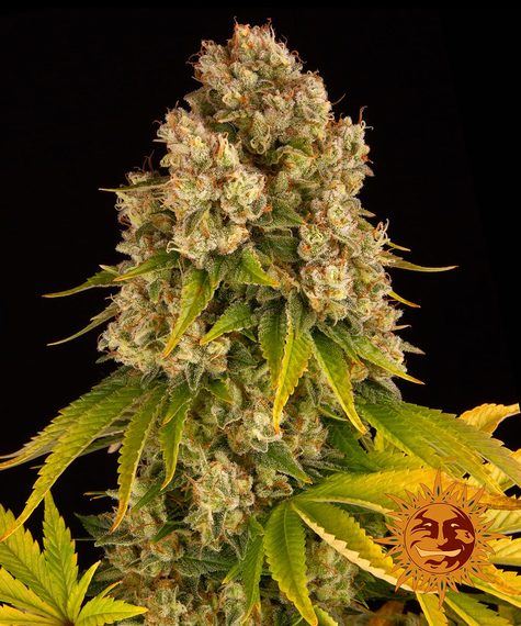 Cheese Auto Seeds by Barneys Farm