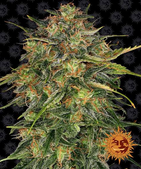 Cheese Feminized Seeds by Barneys Farm