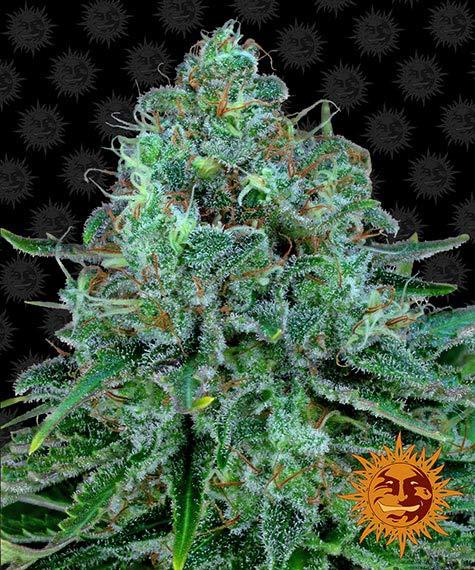 Critical Kush Feminized Seeds by Barneys Farm