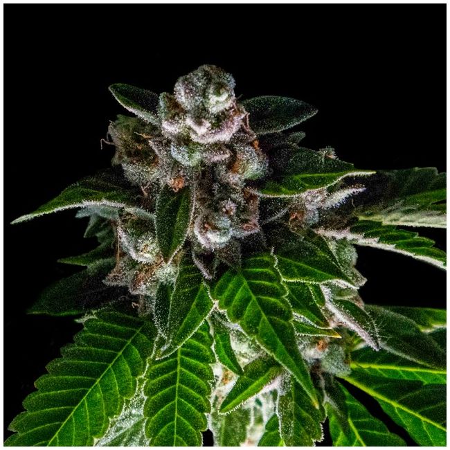 Bakers Delight Female Cannabis Seeds by DNA Genetics