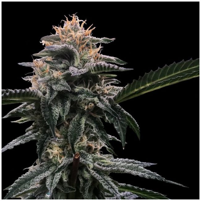 Banana Sorbet Female Cannabis Seeds by DNA Genetics