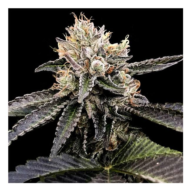 Cataract Cake Female Weed Seeds by DNA Genetics