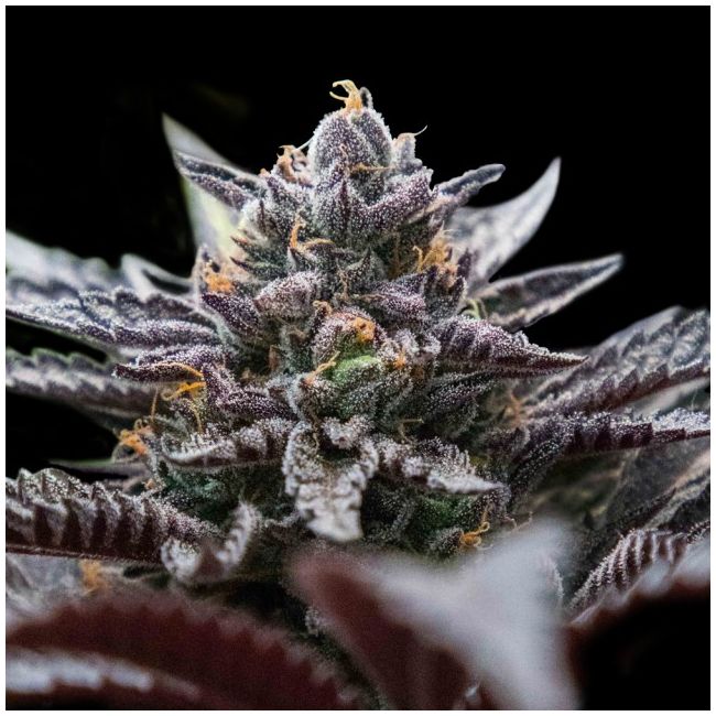 Double Stuffed Sorbet Female Cannabis Seeds by DNA Genetics