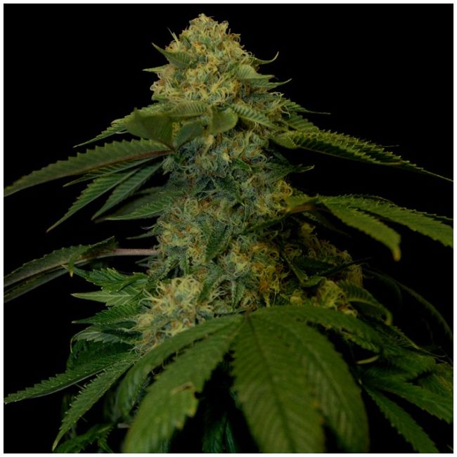Holy Grail Kush Female Cannabis Seeds by DNA Genetics