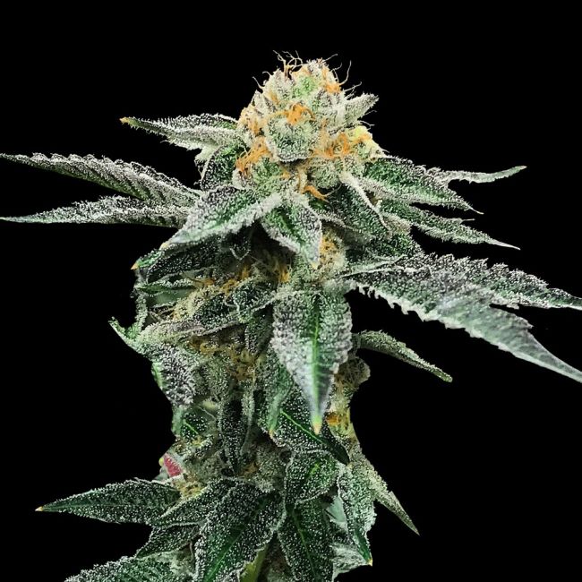 Kosher Cookies Female Cannabis Seeds By DNA Genetics