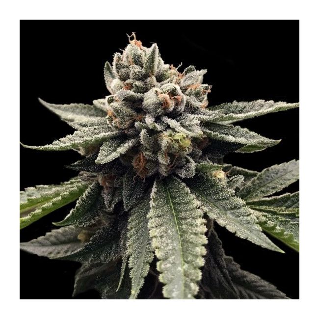 Kosher Dawg Female Cannabis Seeds by DNA Genetics