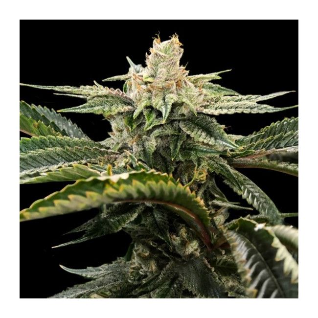 Miss DNA Female Cannabis Seeds by DNA Genetics