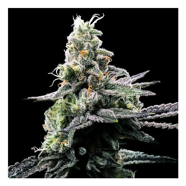 Purple Kosher Female Weed Seeds by DNA Genetics