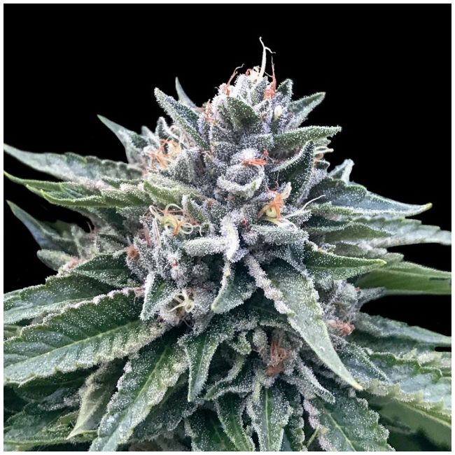 Sorbet #4 Female Cannabis Seeds by DNA Genetics