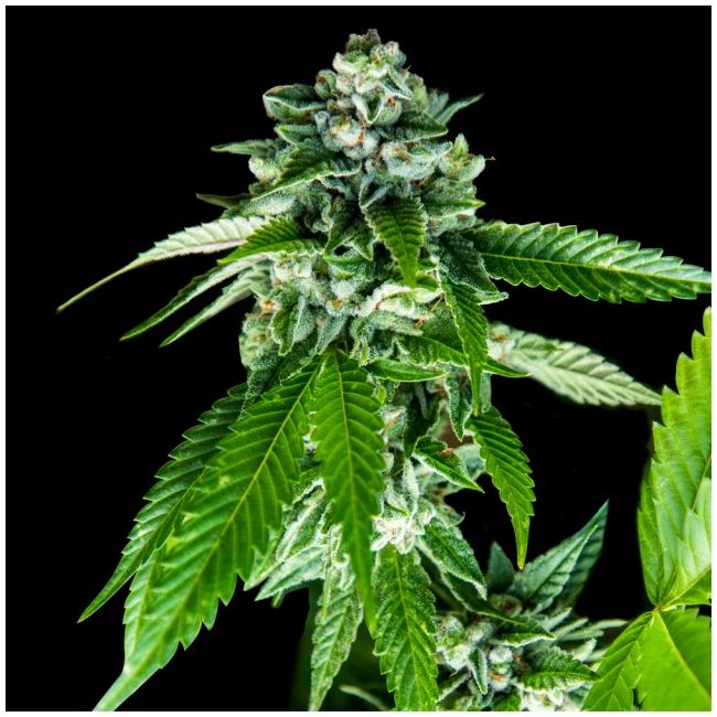 Sorbet Dreams Female Cannabis Seeds by DNA Genetics