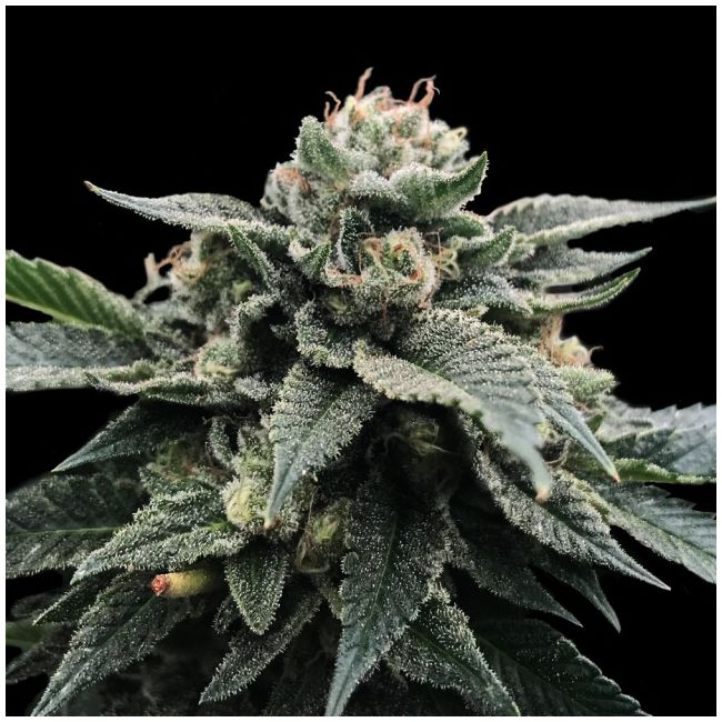 Sorbet Stash Female Cannabis Seeds by DNA Genetics