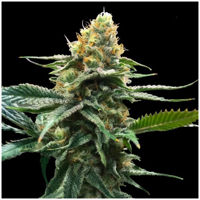 Sour Sorbet Female Cannabis Seeds by DNA Genetics