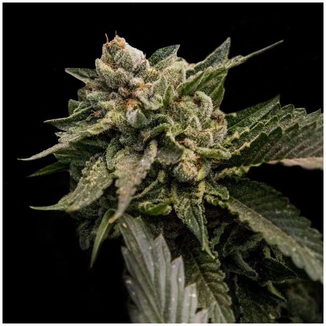 Strawberry Sorbet Female Cannabis Seeds by DNA Genetics