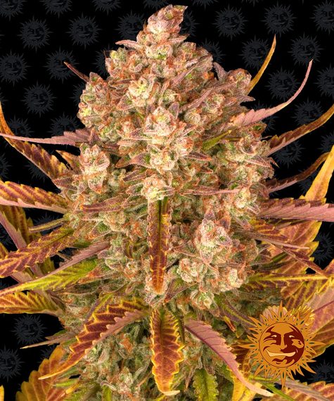 Do-Si-Dos Auto Seeds by Barneys Farm