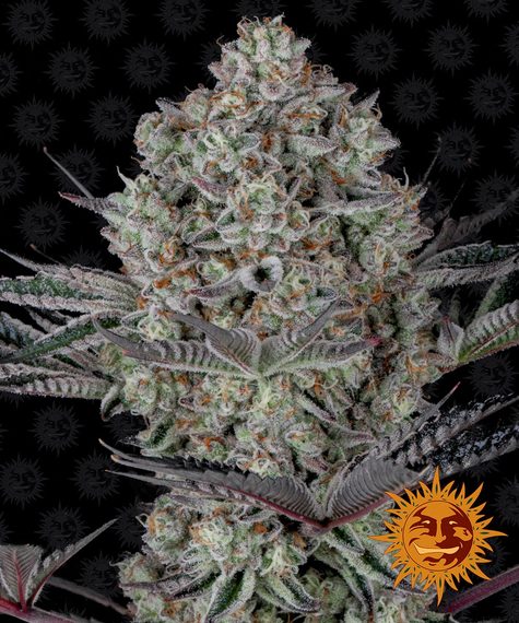 DoSiDos Feminized Seeds by Barneys Farm