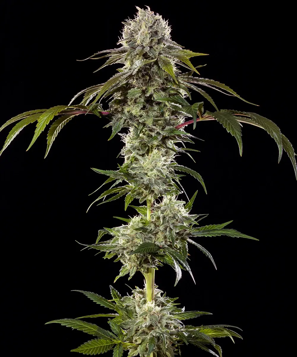 Durban Poison F1 Feminized Seeds by Barneys Farm
