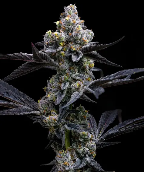 Garlic Cookies Feminized Seeds by Barneys Farm