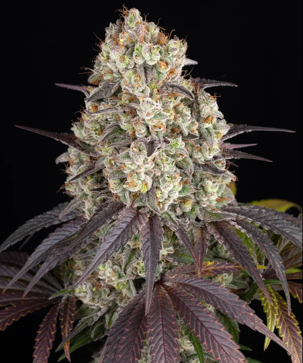 Gary Payton Feminized Seeds by Barneys Farm