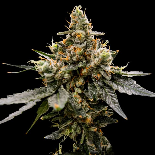 Gaz Money Feminized Cannabis Seeds by DNA Genetics