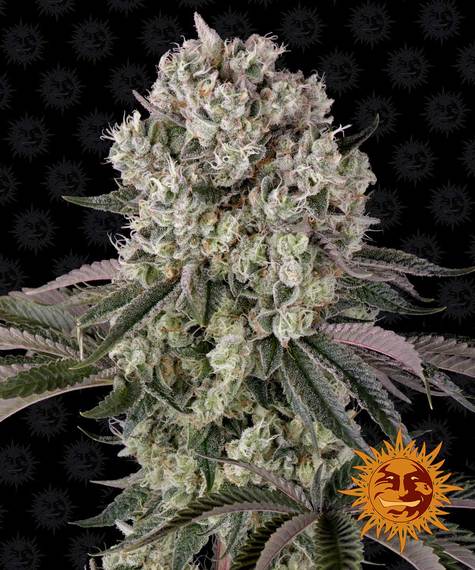 Glookies Feminized Seeds by Barneys Farm
