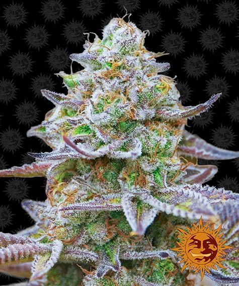 Gorilla Zkittles Feminized Seeds by Barneys Farm