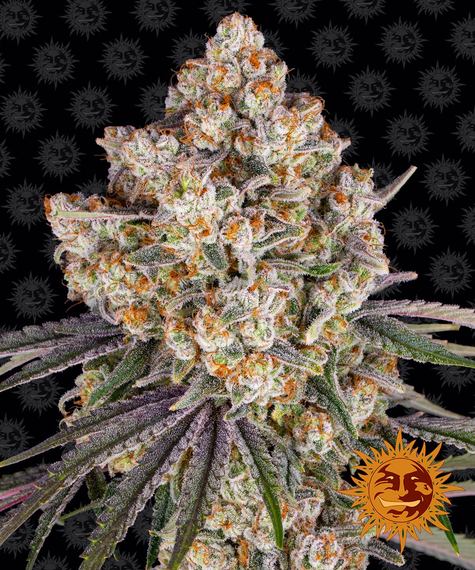 Ice Cream Cake Feminized Seeds by Barneys Farm