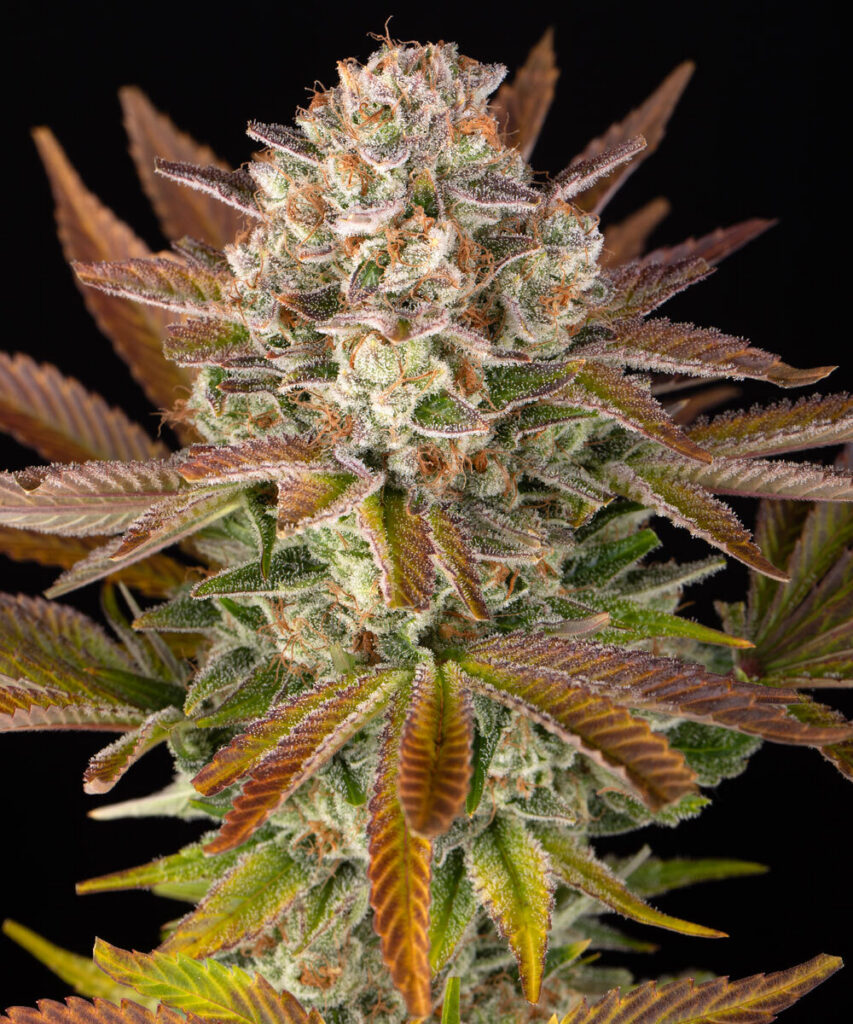 Jealousy Feminized Seeds by Barneys Farm