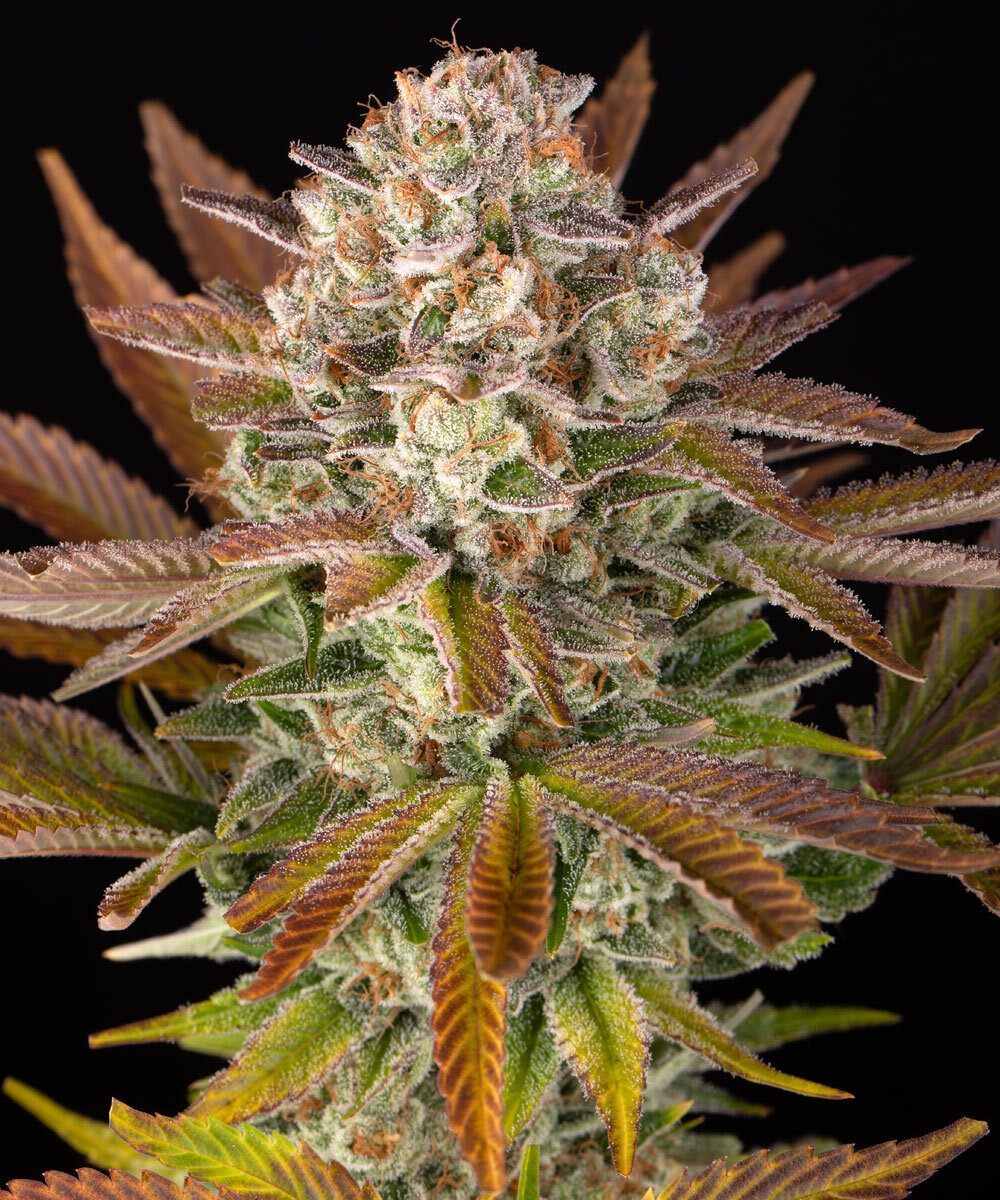 Jealousy Feminized Seeds by Barneys Farm