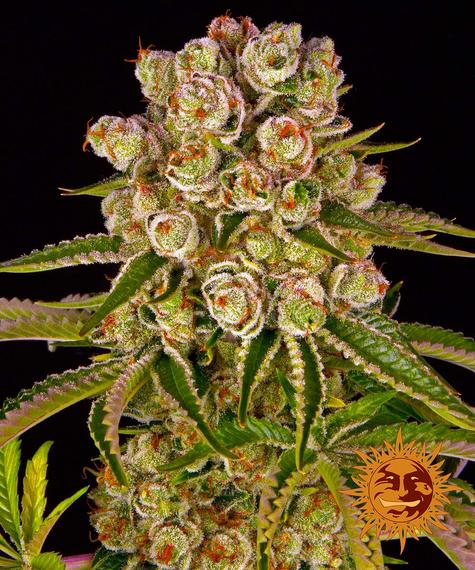 Kush Mintz Feminized Seeds by Barneys Farm