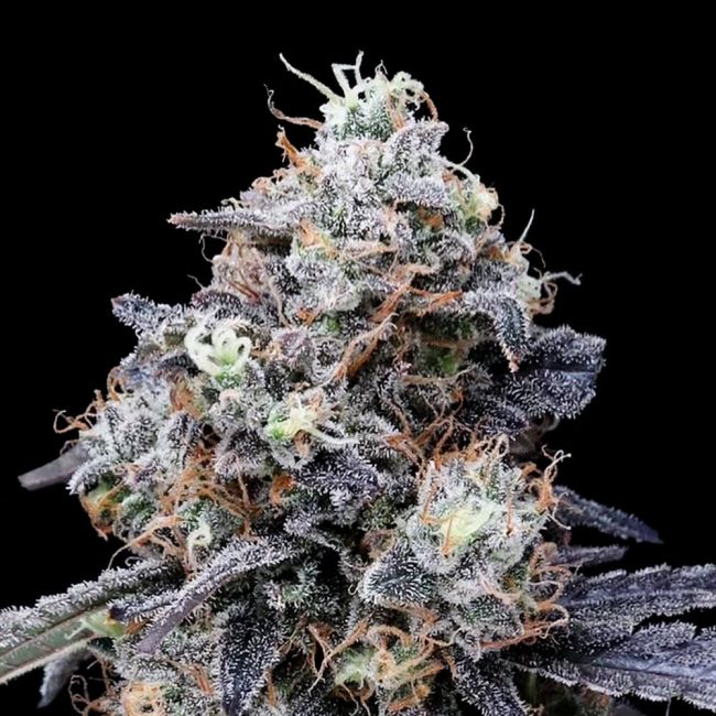 Mac N Me Autoflowering Cannabis Seeds DNA Genetics
