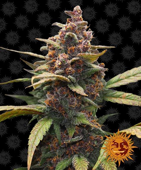 Ayahuasca Purple Feminized Seeds by Barneys Farm
