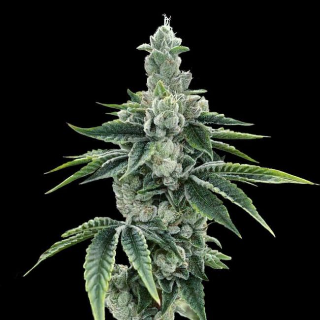ReCon 2.0 Feminized Cannabis Seeds by DNA Genetics