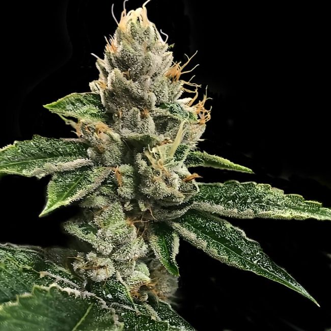 RP 43 AKA RICHARD PETTY Feminized Cannabis Seeds - DNA Genetics