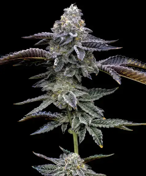 Blue Dream Feminized Seeds by Barneys Farm