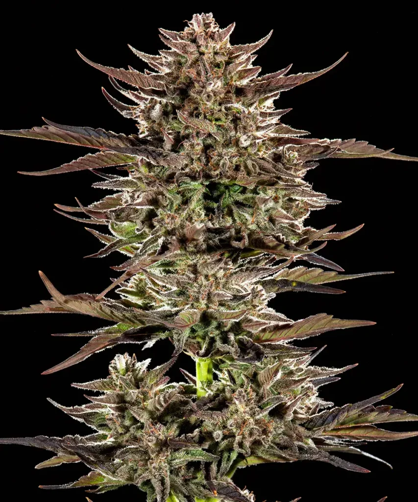 Frosted Zinn x 3 Bears OG Auto Seeds by Barneys Farm