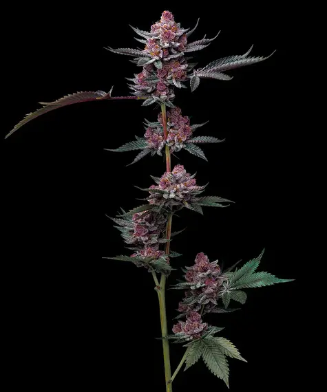 Cherry Poppers Feminized Seeds by Barneys Farm