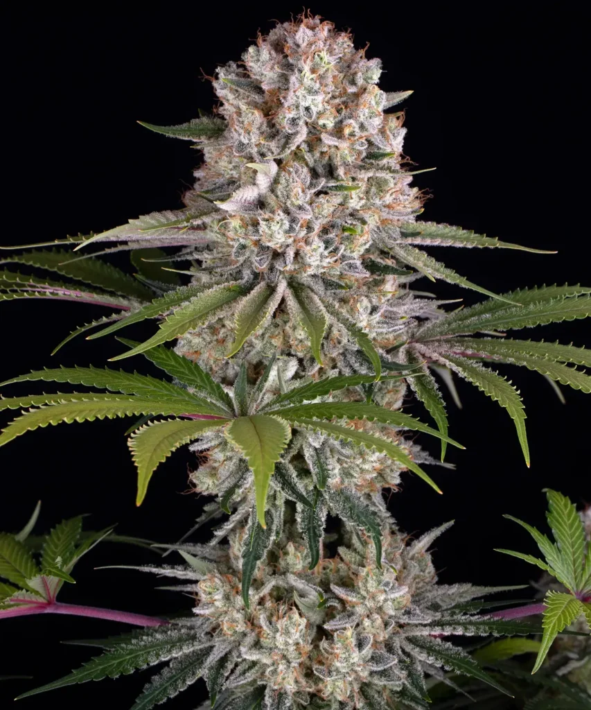 Amnesia Haze Feminized Seeds by Barneys Farm
