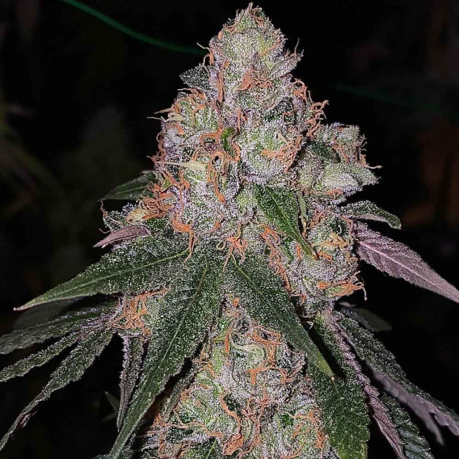 Patron Female Cannabis Seeds by The Plug Seedbank